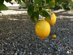 bliss in the backyard